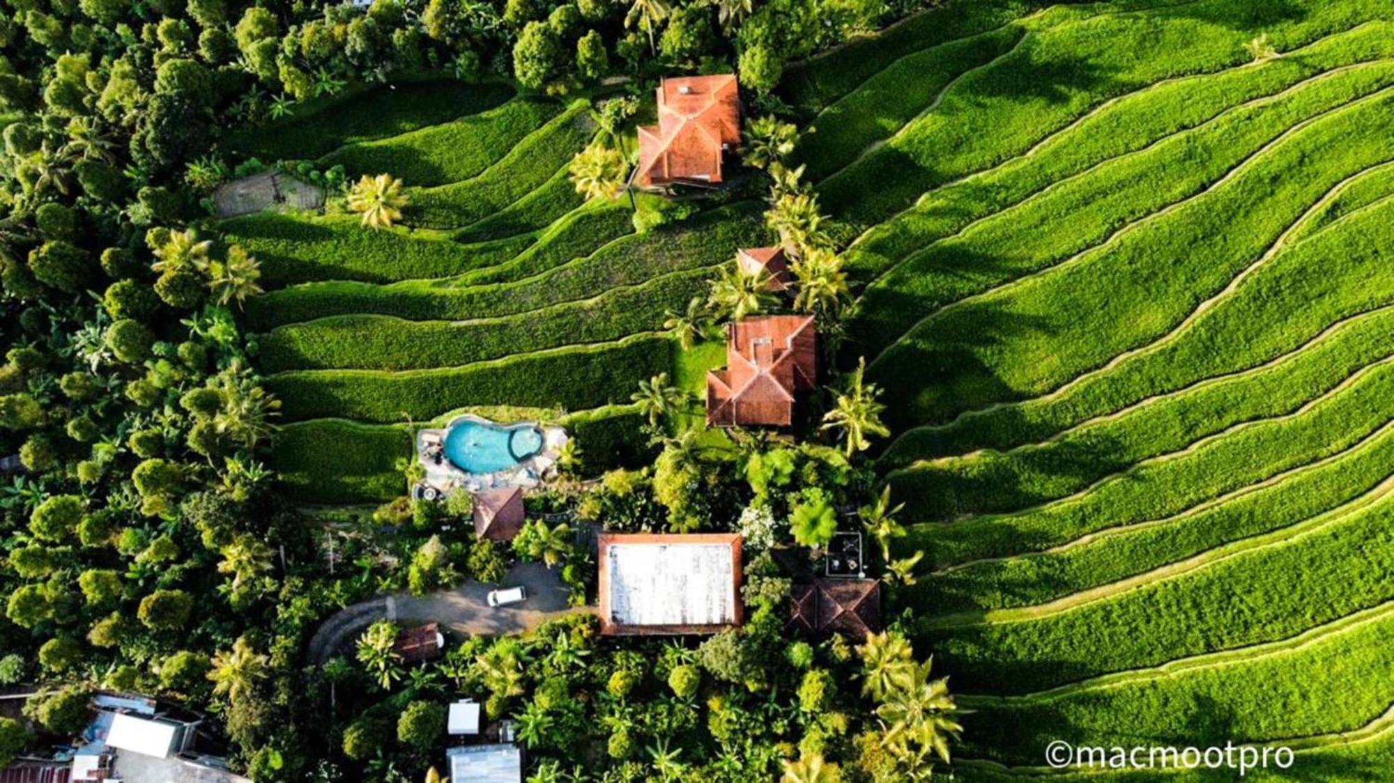 Lesong Hotel And Restaurant Munduk Dış mekan fotoğraf